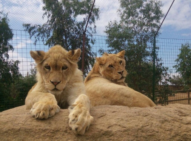 Pequenos leones